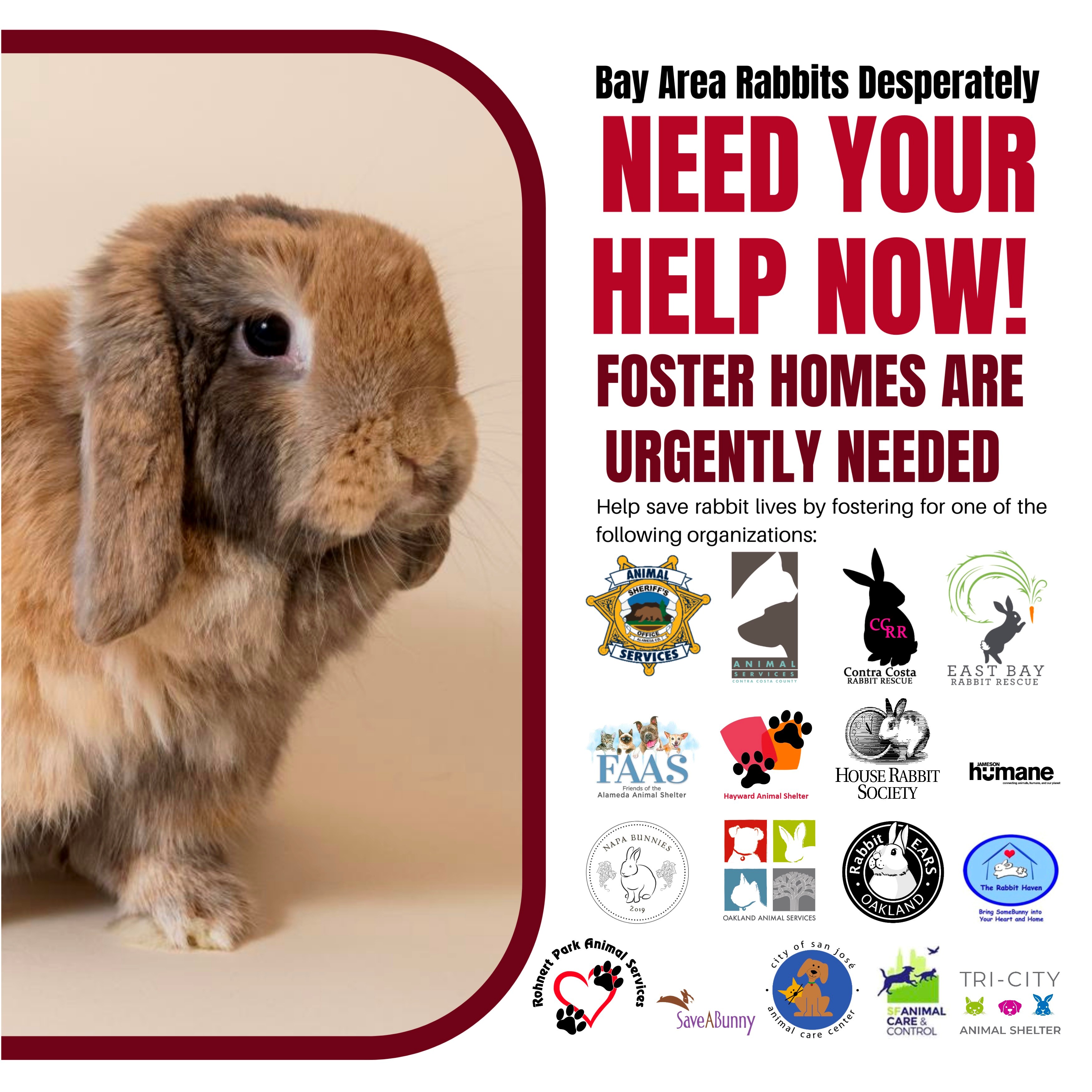 Bay Area rabbits desperately need your help The Rabbit Haven